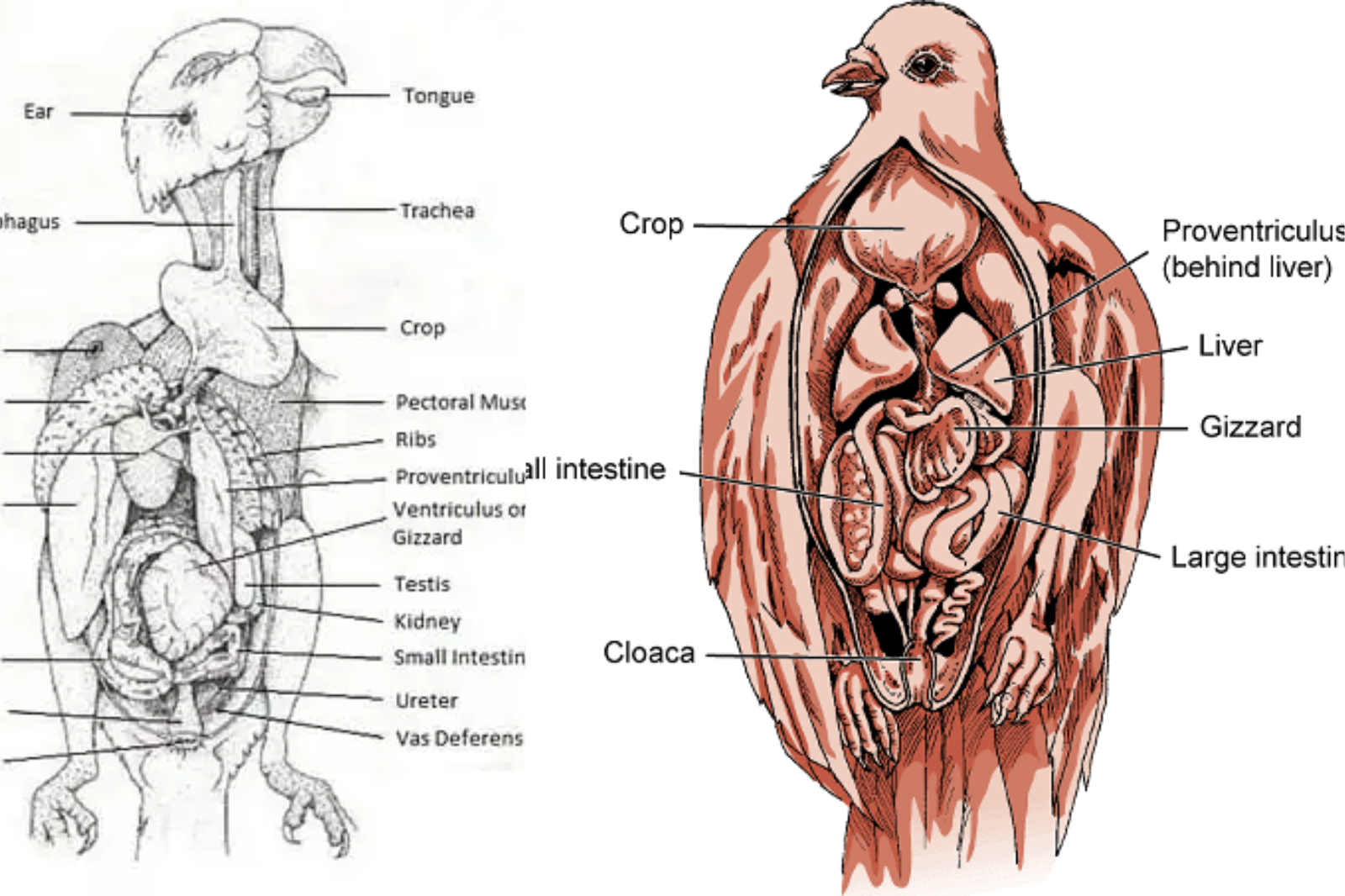 parrot anatomy