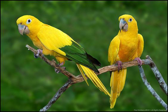 The Nature of Sun Conures