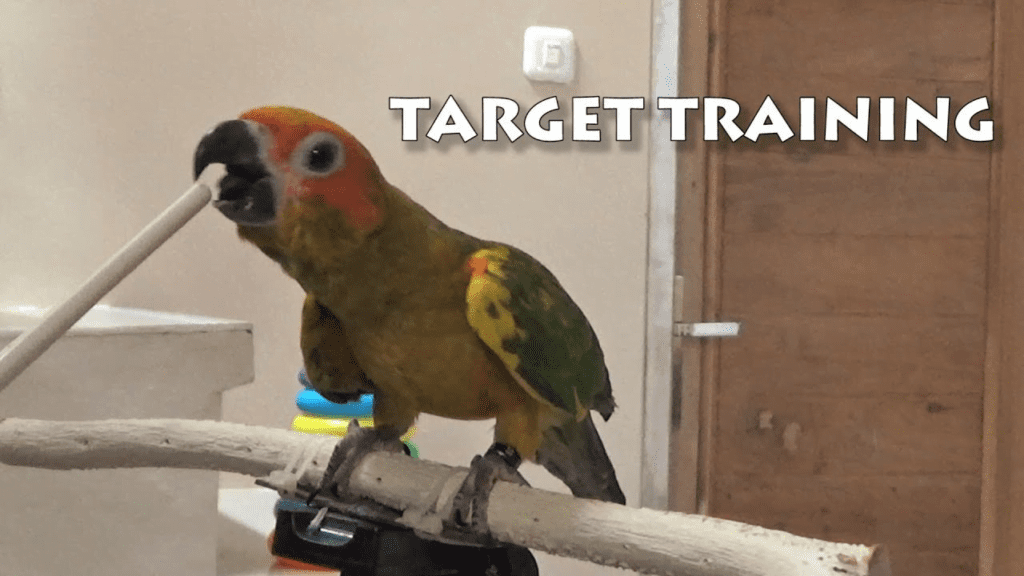 How to train a Sun Conure for target training