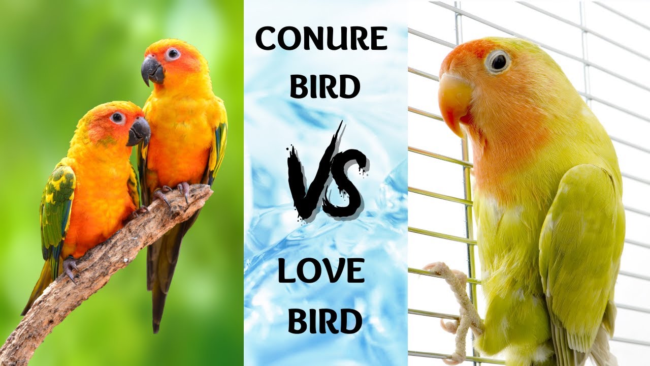 conure vs love bird